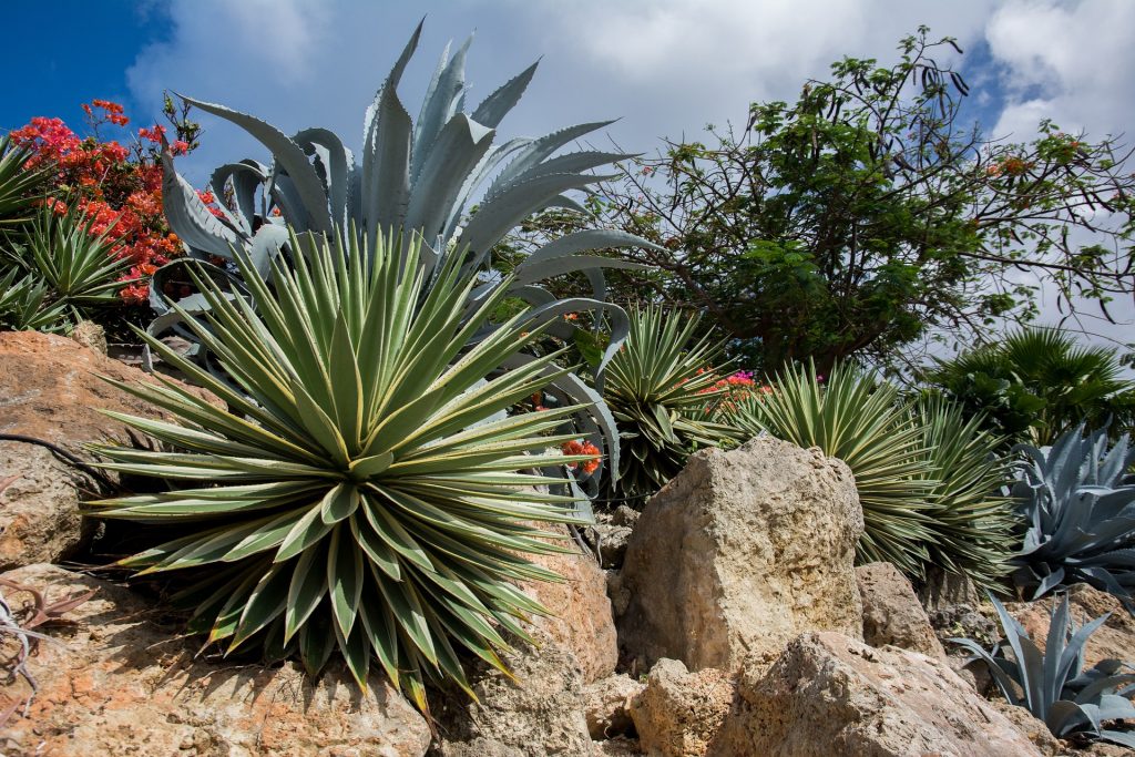 Planter et cultiver l&rsquo;agave