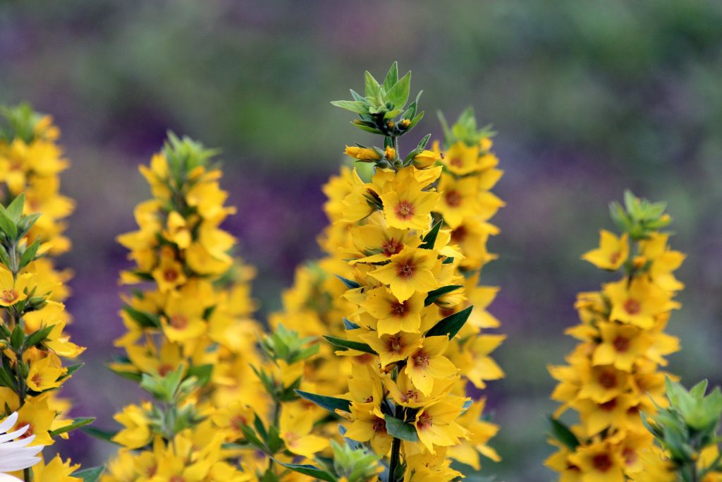 Nos conseils pour comprendre la culture de la lysimachia de A à Z