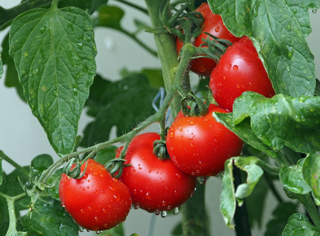 Fiche conseils : comment bien arroser ses tomates ?