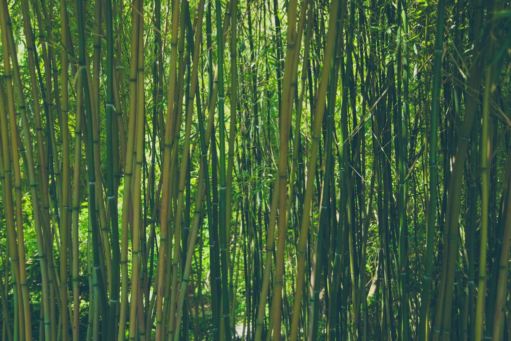 Fiche conseil : comment faire une bouture de bambou ?