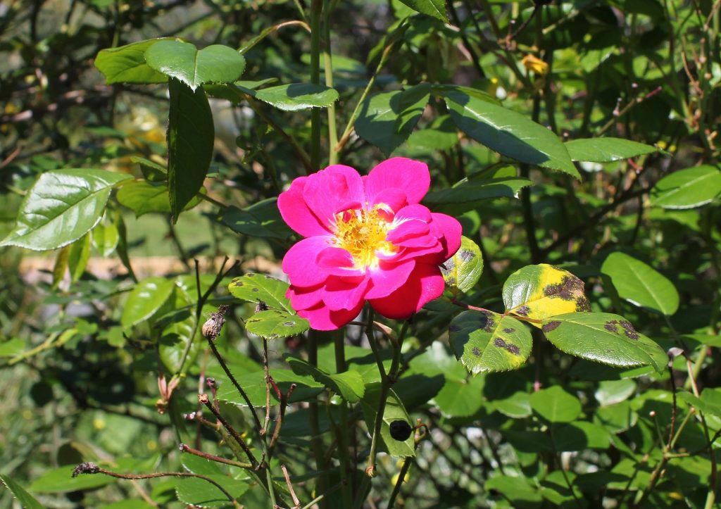 Maladies des rosiers : comment les identifier ? Quel traitement ?