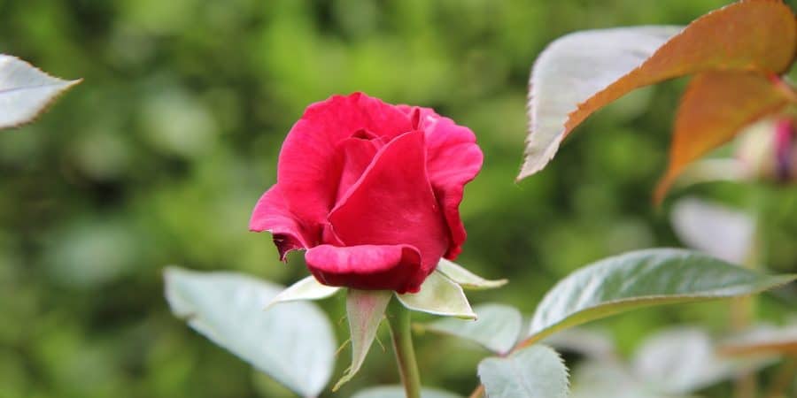 Quand et comment tailler les rosiers tiges