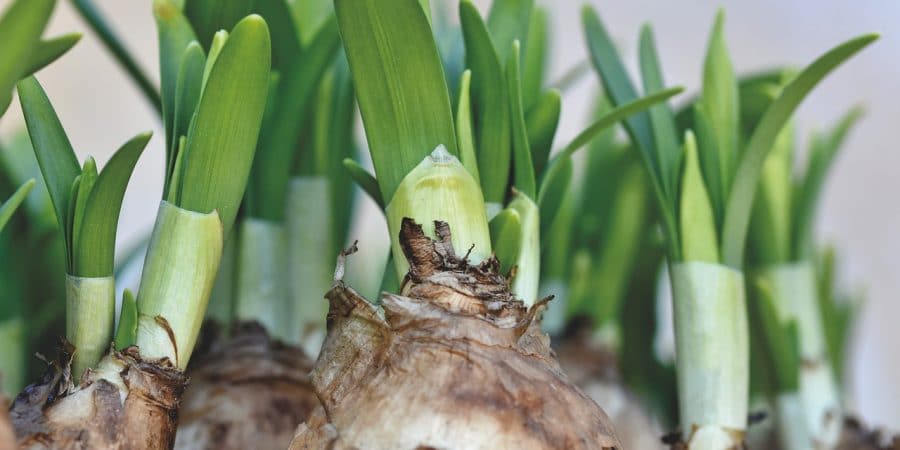 Quand planter les bulbes de joncquilles