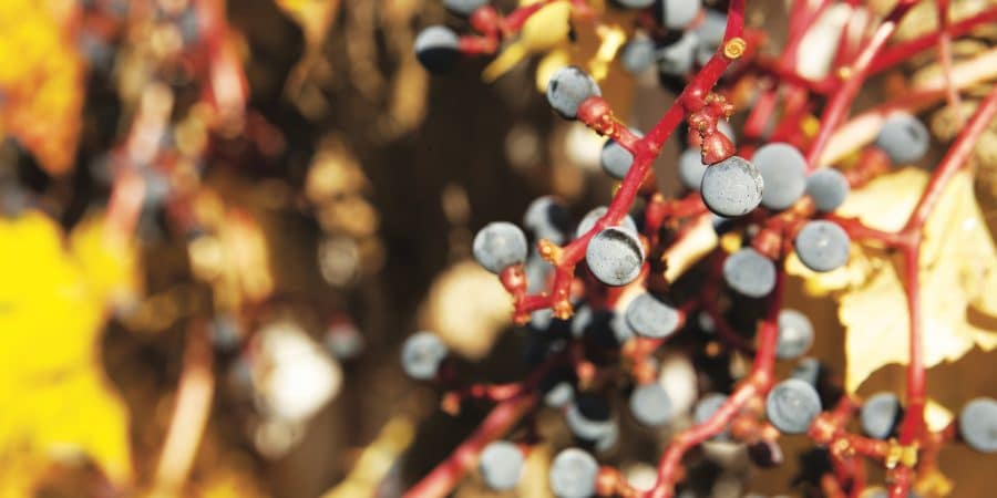 Comment traiter la vigne au soufre