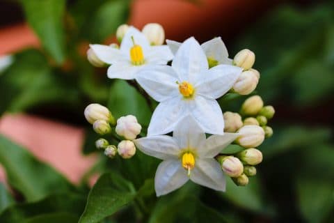 jasmin