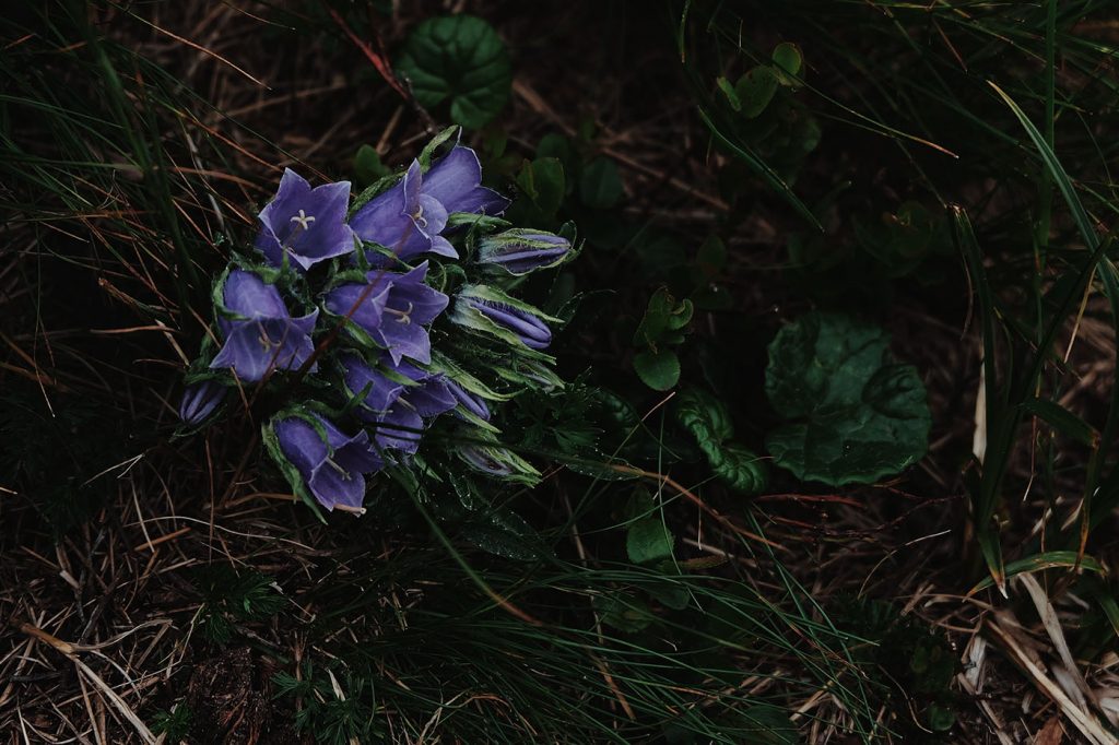 Planter et cultiver la campanula