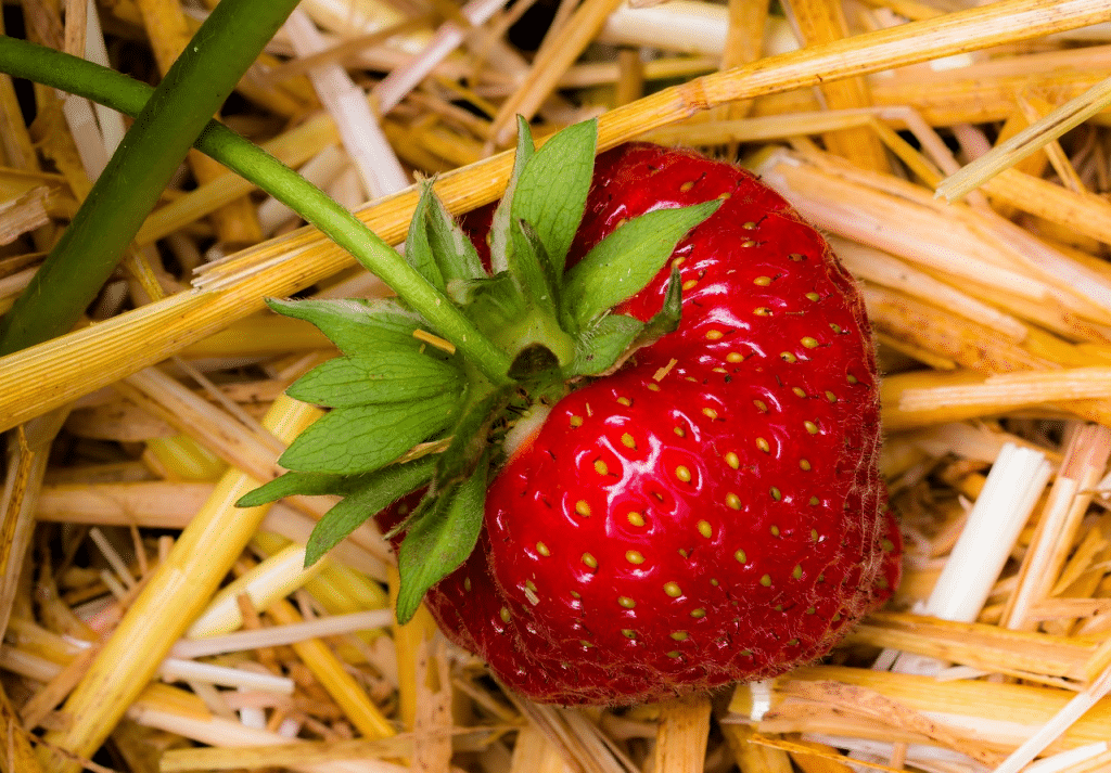 Quel paillage pour les fraisiers : Quand ? Comment ?