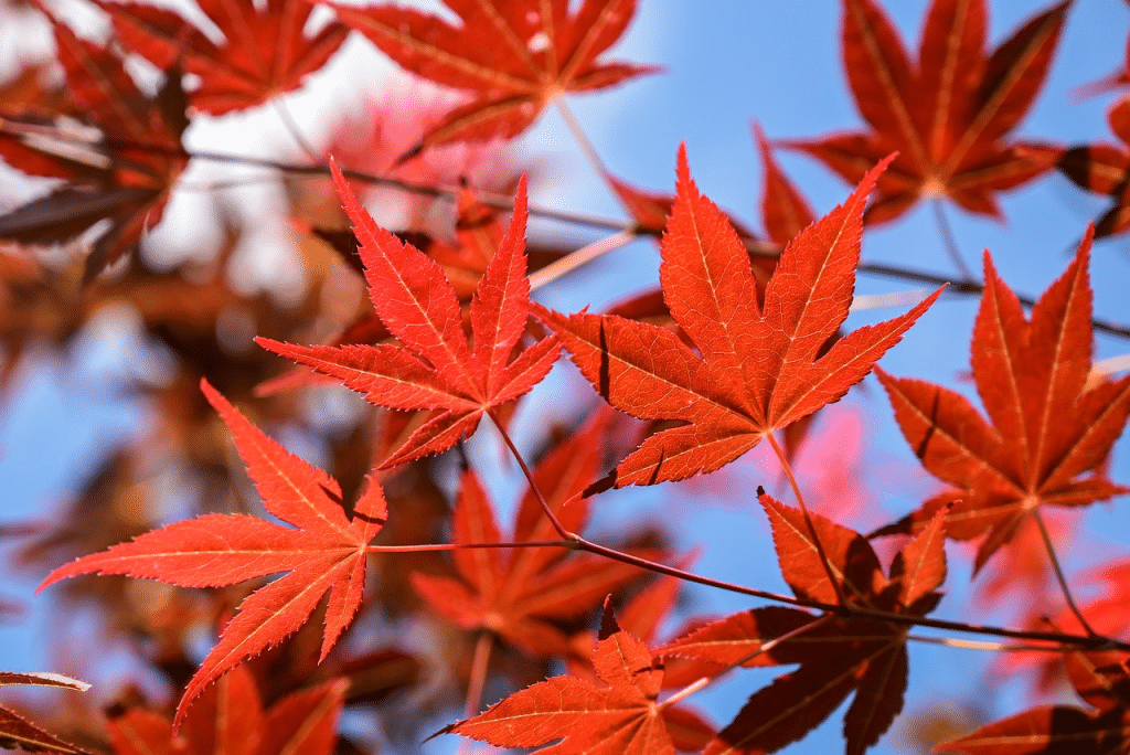 Comment entretenir un érable du Japon en pot ?