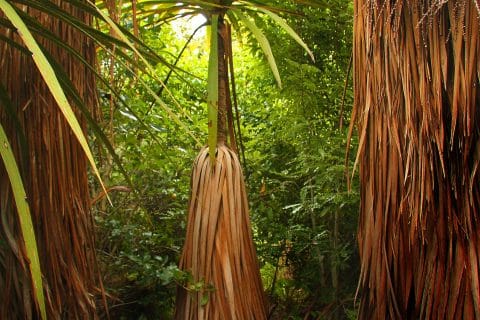 cordyline australis