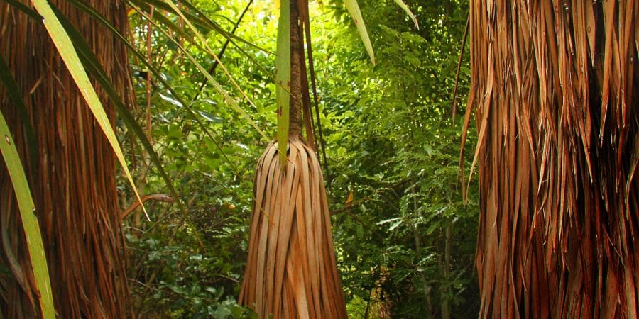 cordyline australis