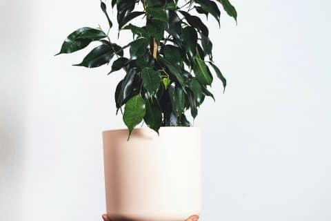 ficus benjamina