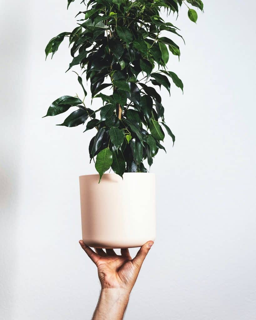 ficus benjamina