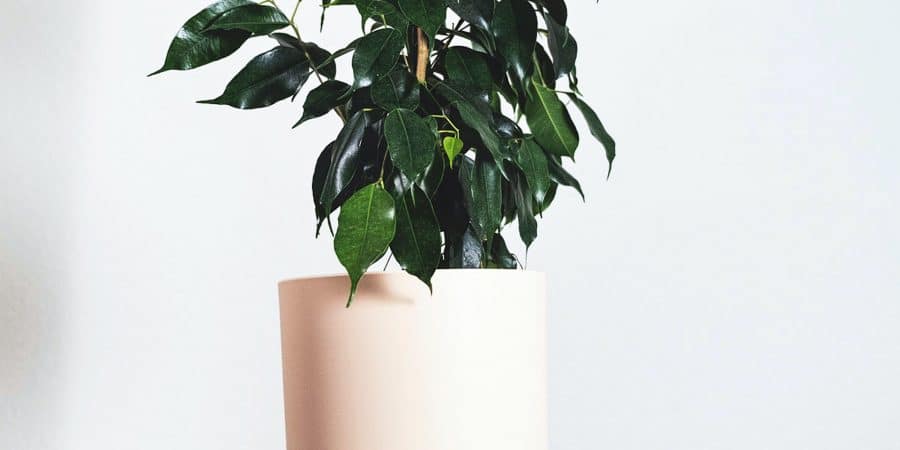 ficus benjamina