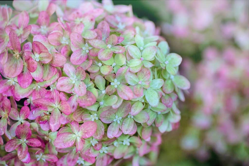 hortensia vanille fraise