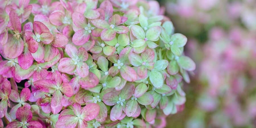 hortensia vanille fraise