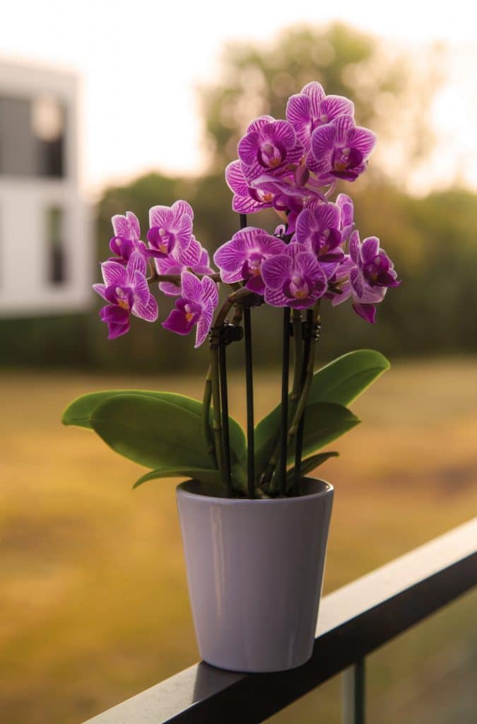 comment arroser une orchidée