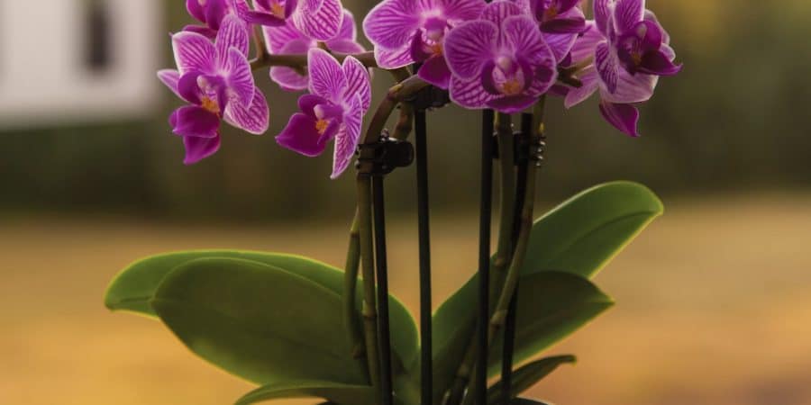 comment arroser une orchidée