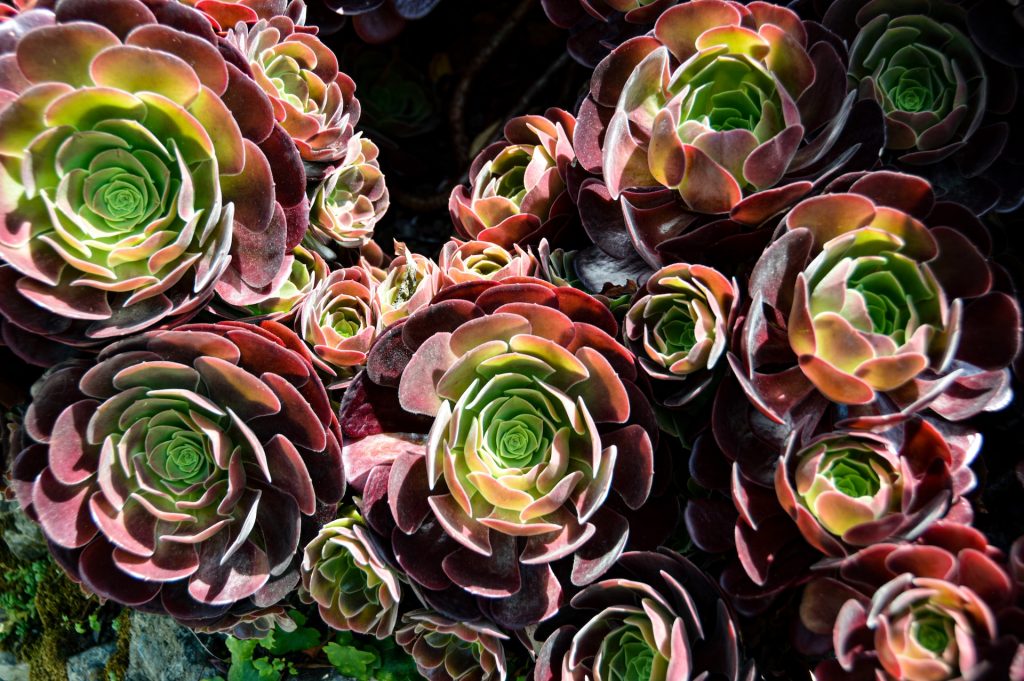 aeoniums