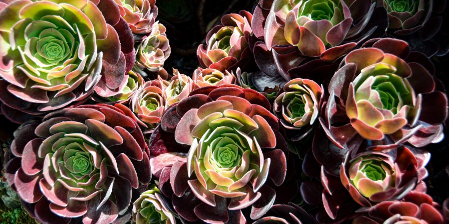 aeoniums