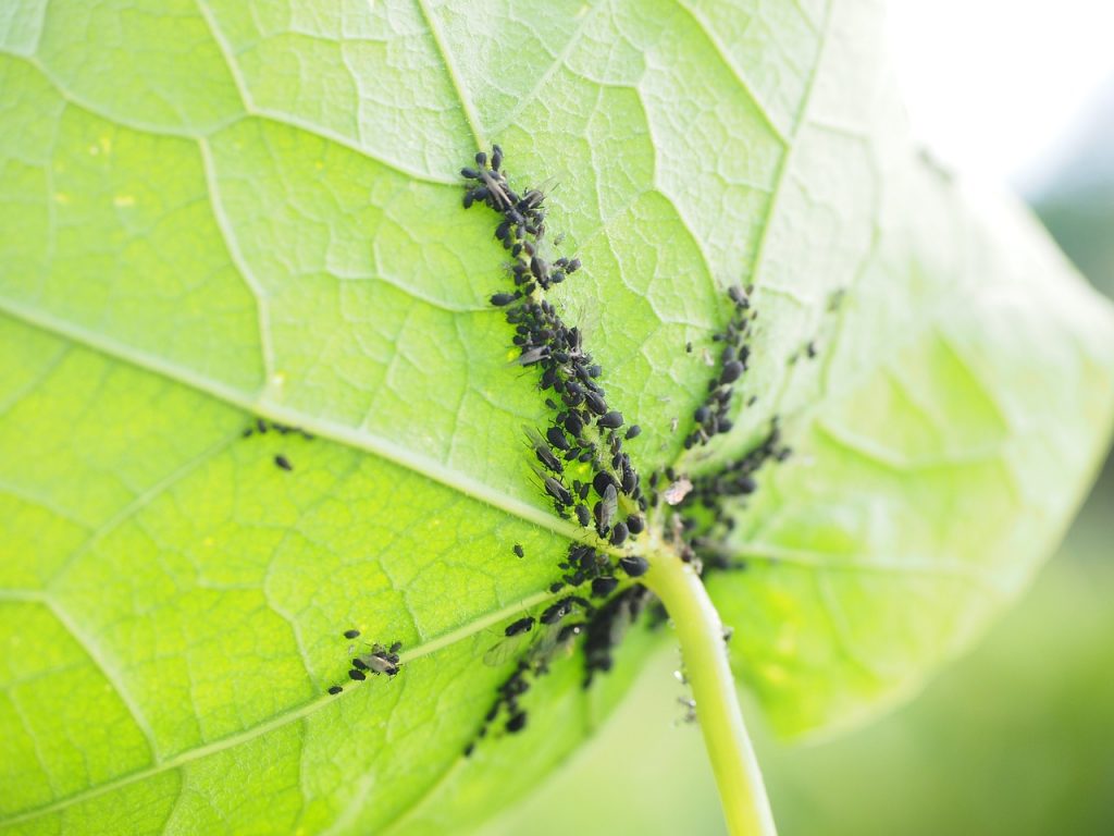 Comment se débarrasser des pucerons ?