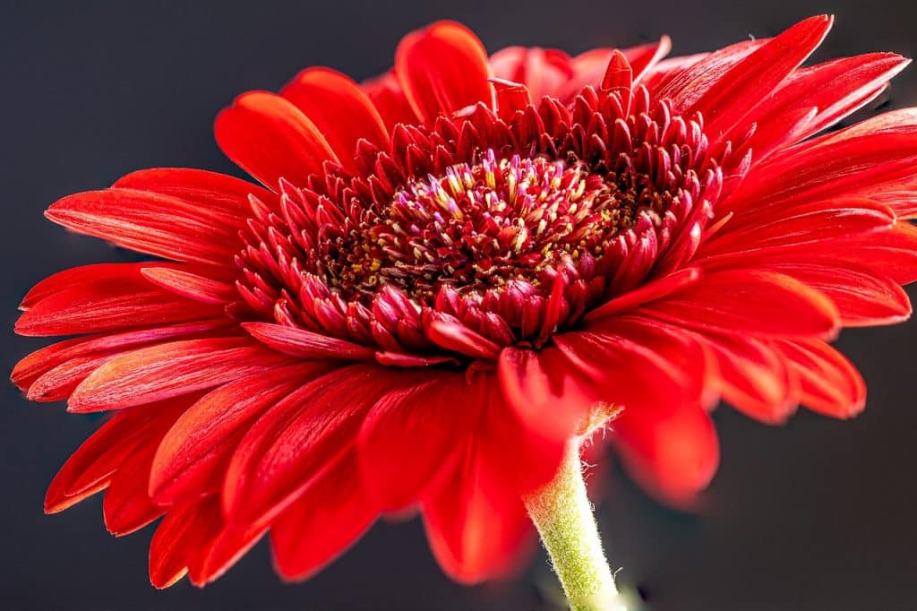 la gerbera