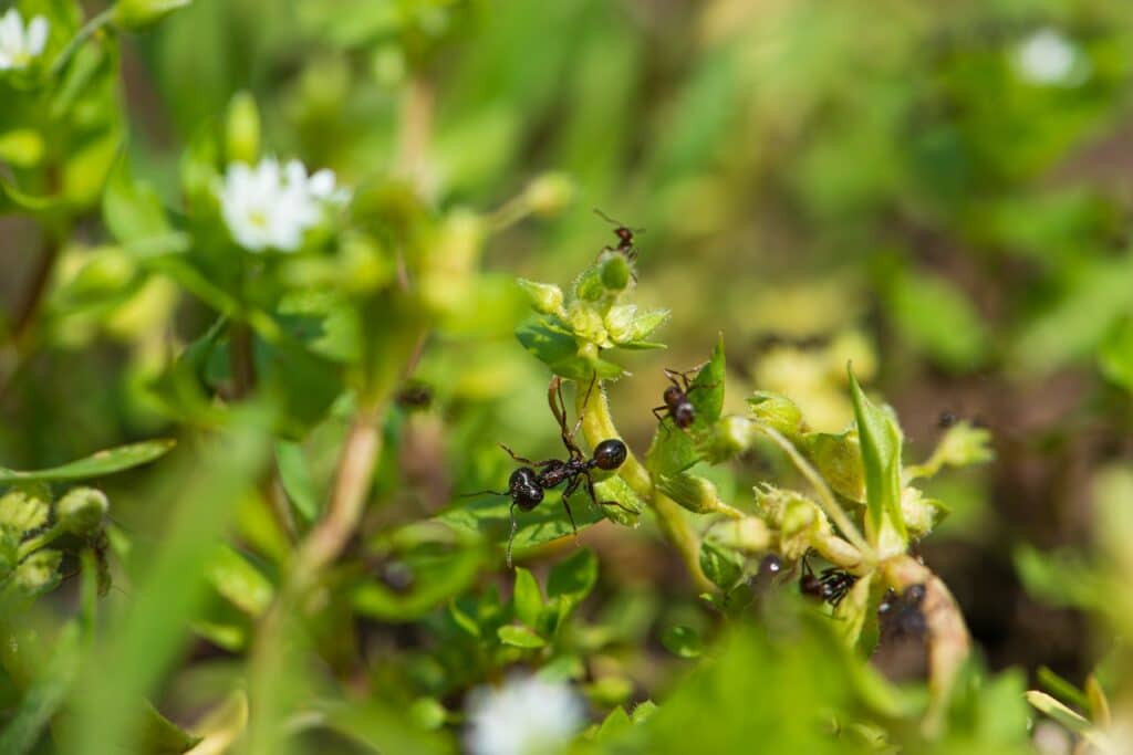 Que faire contre les fourmis dans le jardin ?