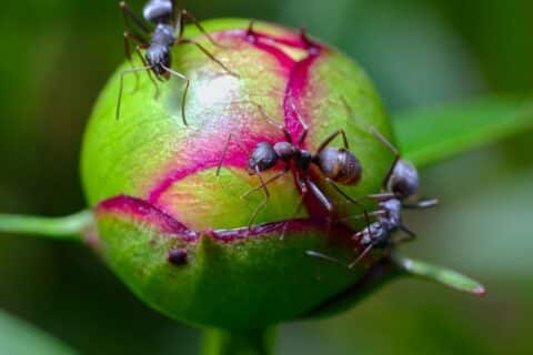 fourmis dans le jardin