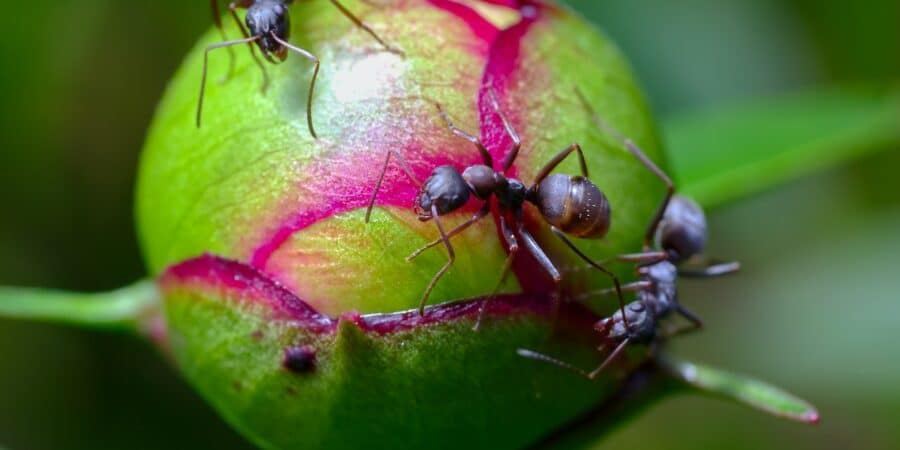 fourmis dans le jardin