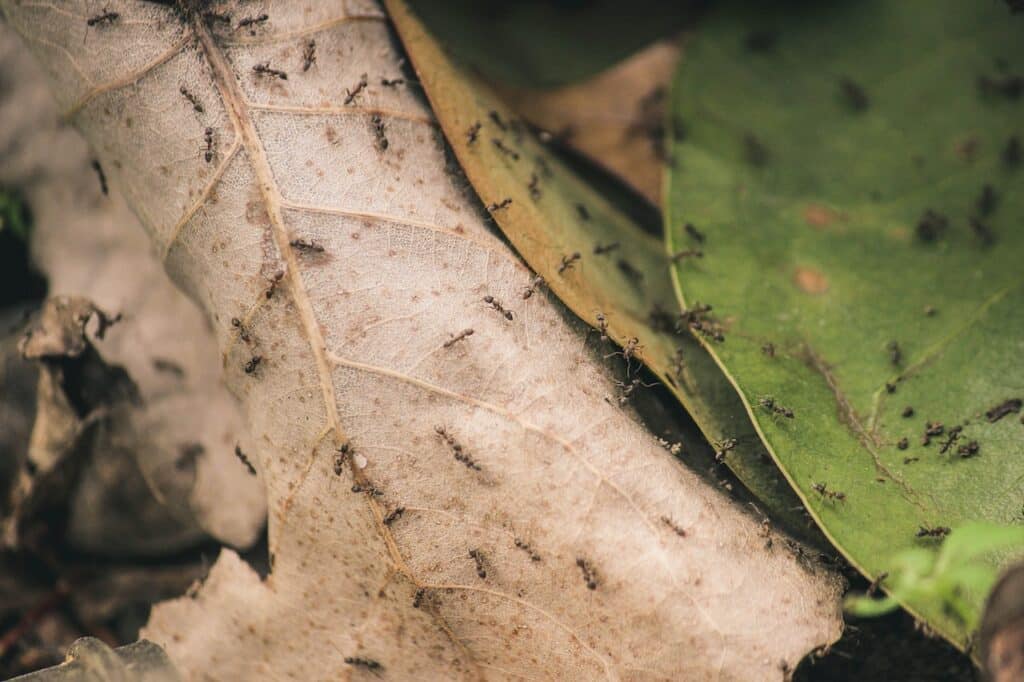 Que faire contre les fourmis dans le jardin ?