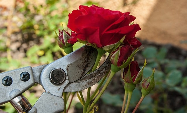 Quand et comment tailler les rosiers tiges ?