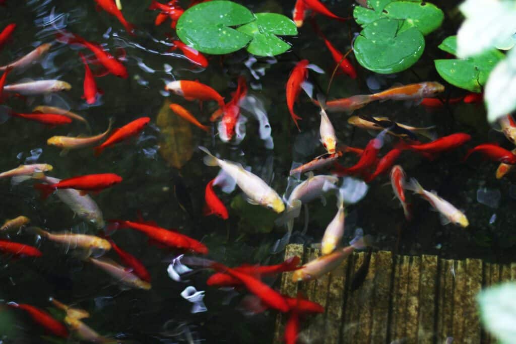 Comment faire un bassin poisson extérieur hors-sol ?  