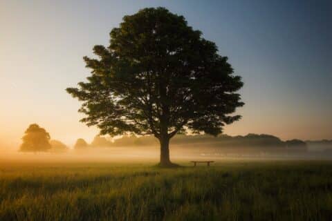 arbre brise-vue