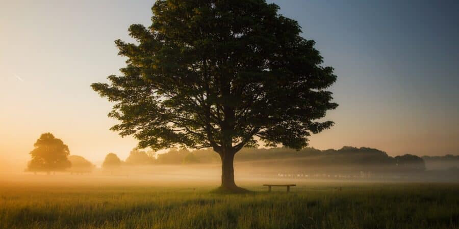 arbre brise-vue