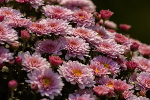 Comment planter les chrysanthèmes pomponnettes ?