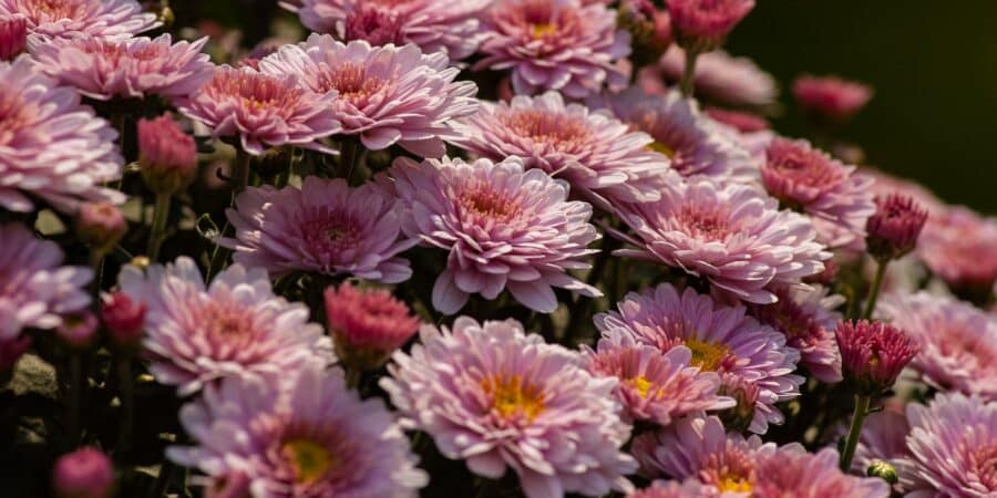 Comment planter les chrysanthèmes pomponnettes ?